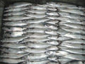 Mackerel Feed B Grade