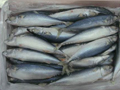 Mackerel Fish W.R.